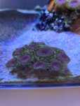 Coral vários polyps