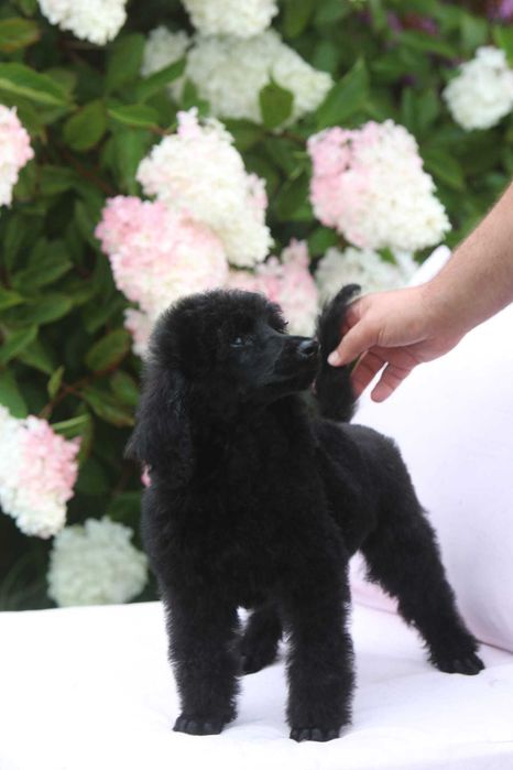 Pudel królewski duży Czarny Samiec Nero Standard Poodle Black 15 tyg