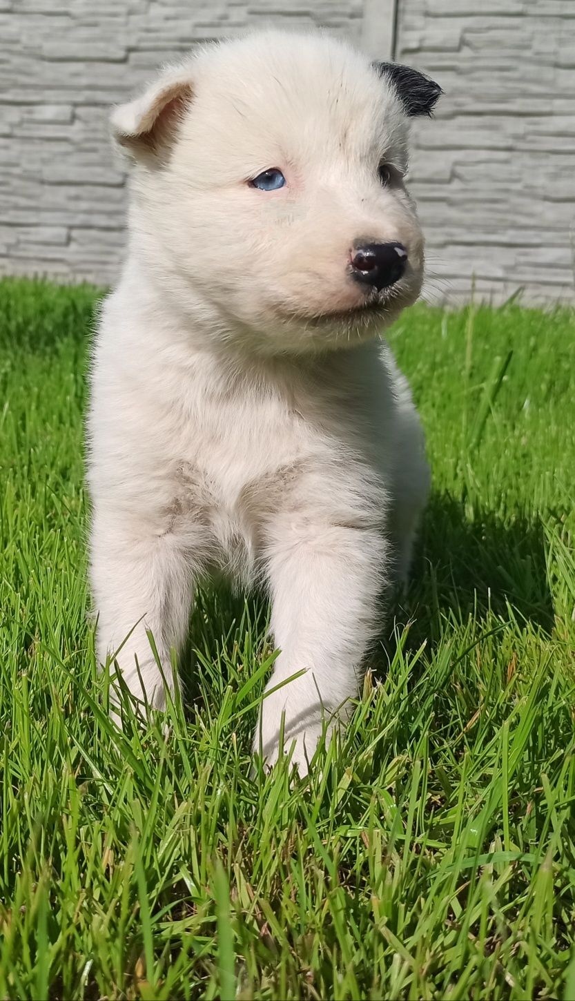 Łajka jakucka nie owczarek nie samojed nie border