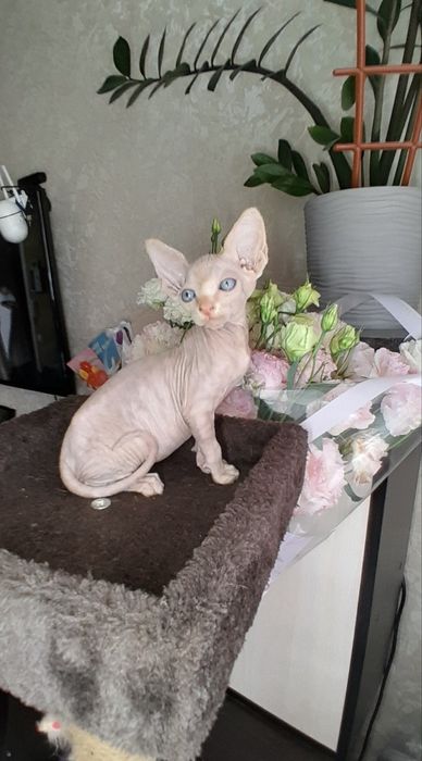 Хлопчік канадський сфінкс