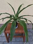 Dracena domowa z