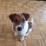 Jack Russel Terrier