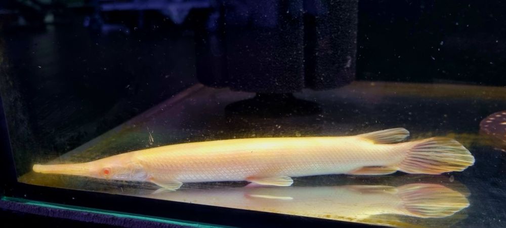 Niszczuka florydzka albino