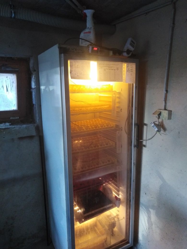 Inkubator automatyczny.