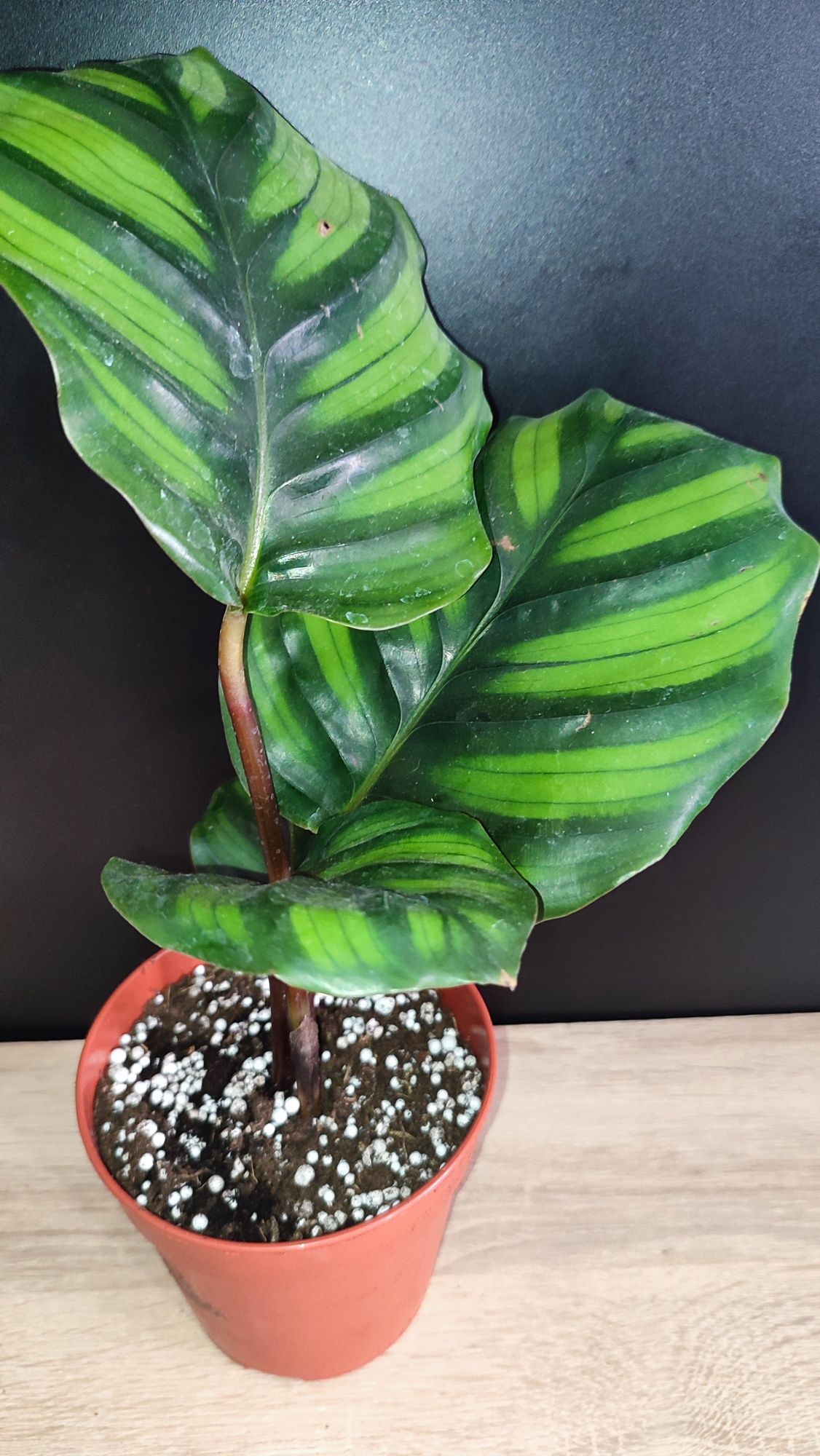 Calathea Fasciata Rotundifolia