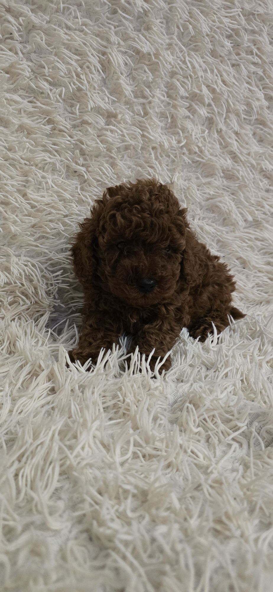 Maltipoo F1b chłopczyk Red Brown do odbioru