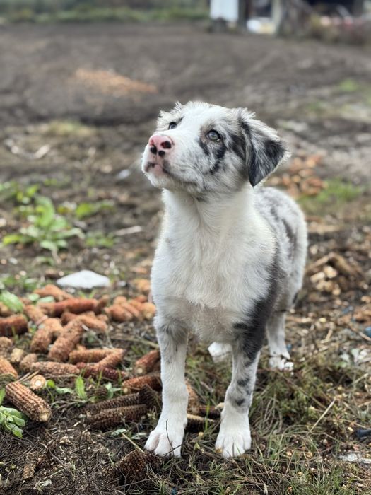 Border Collie azul merle