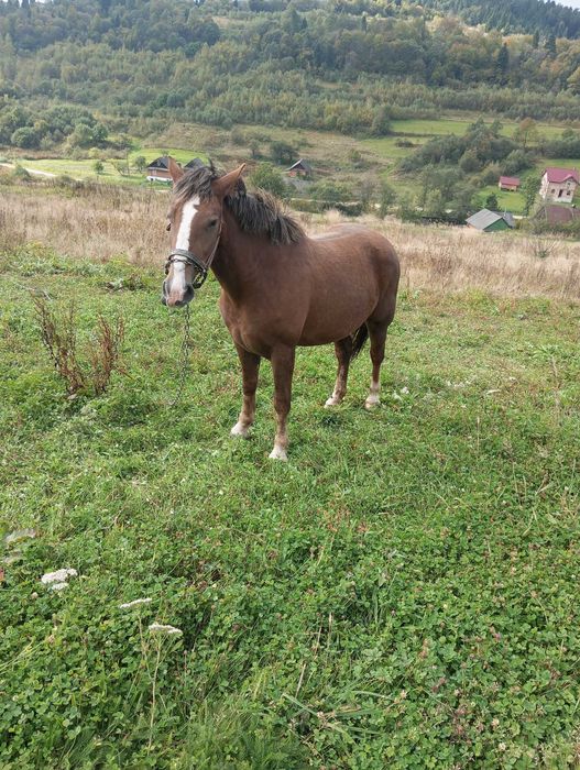 Продається кінь і кобила