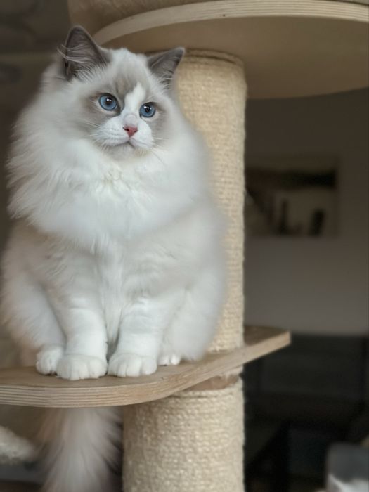 Śliczny kocurek ragdoll hodowlano wystawowy FIFE Fpl