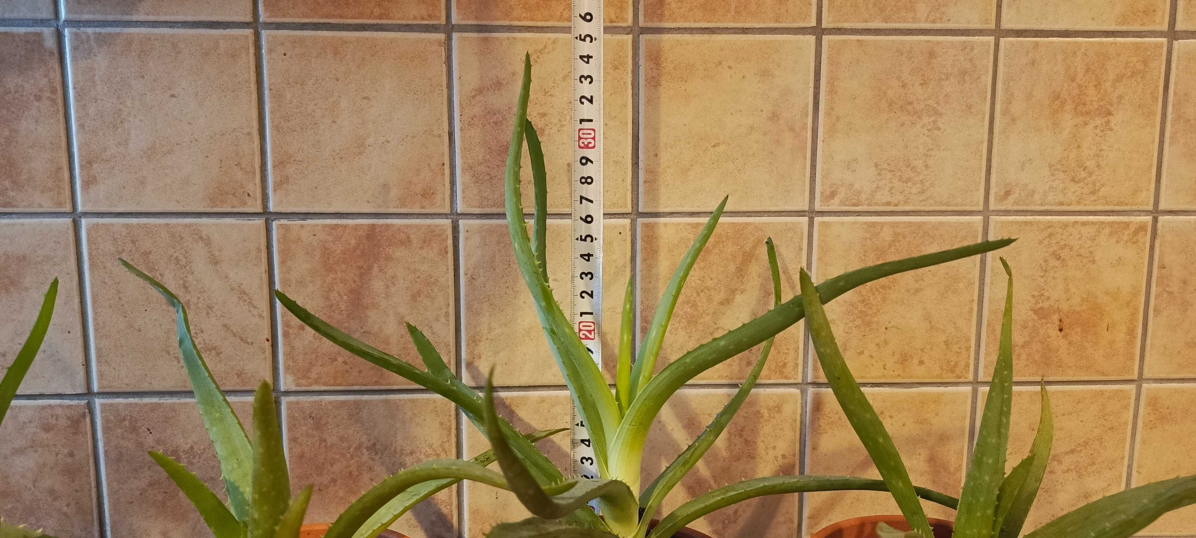 Aloes Vera w Ceramicznej Doniczce