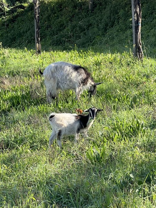 Vendo Cabra grande com filha
