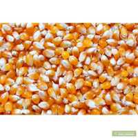 Кукуруза для Попкорна оптовая цена 50 грн от 25 кг