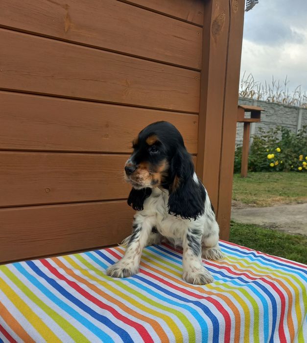 Cocker Spaniel Angielski Suczka Gotowa do odbioru