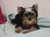 Piesek Yorkshire terrier