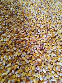 Продам зерно кукурудзи(кукурудза)