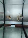 Pielęgniczka ramireza Mikrogeophagus ramirezi