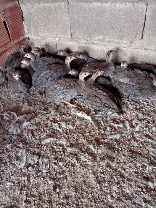 Fracas de Chocadeira ( novas )