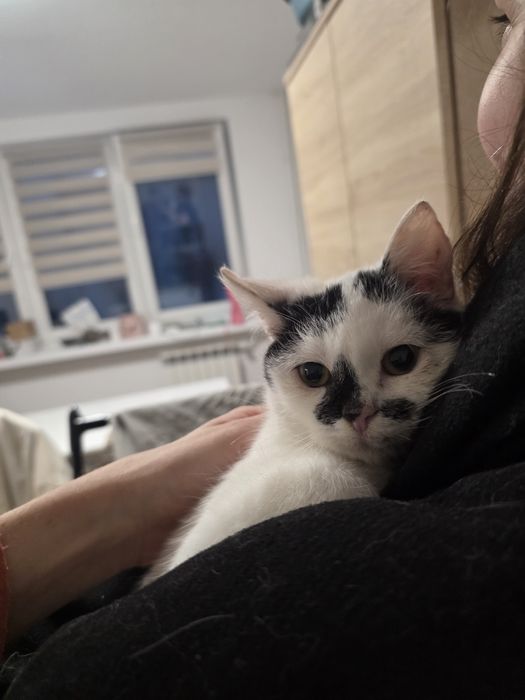 Piękna kotka Śnieżka do adopcji 3 miesiące