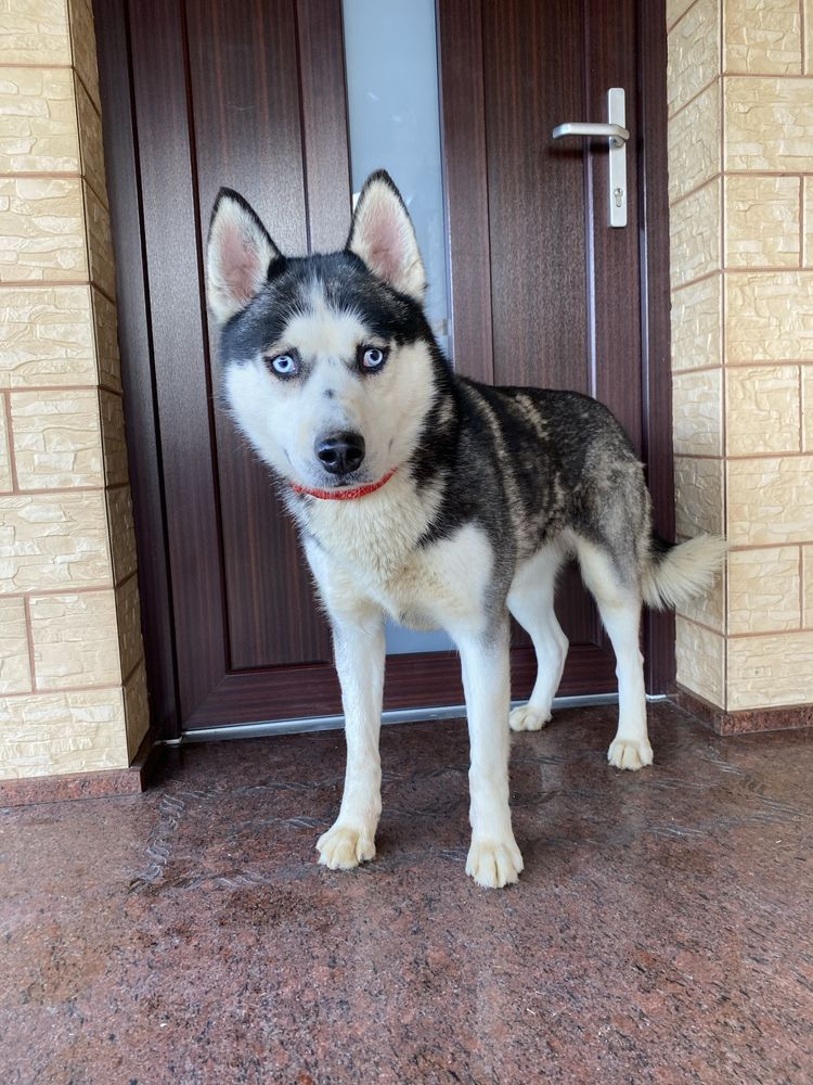 Husky Syberyjski