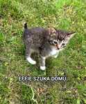 Effie szuka domu