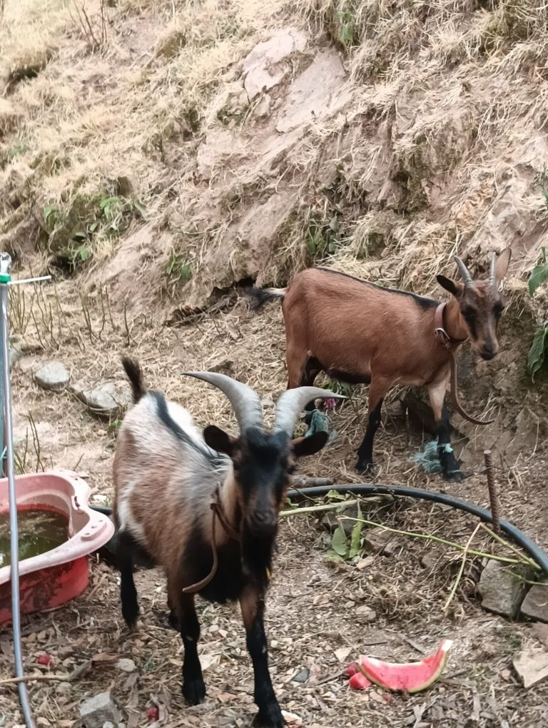 Cabritas À Venda