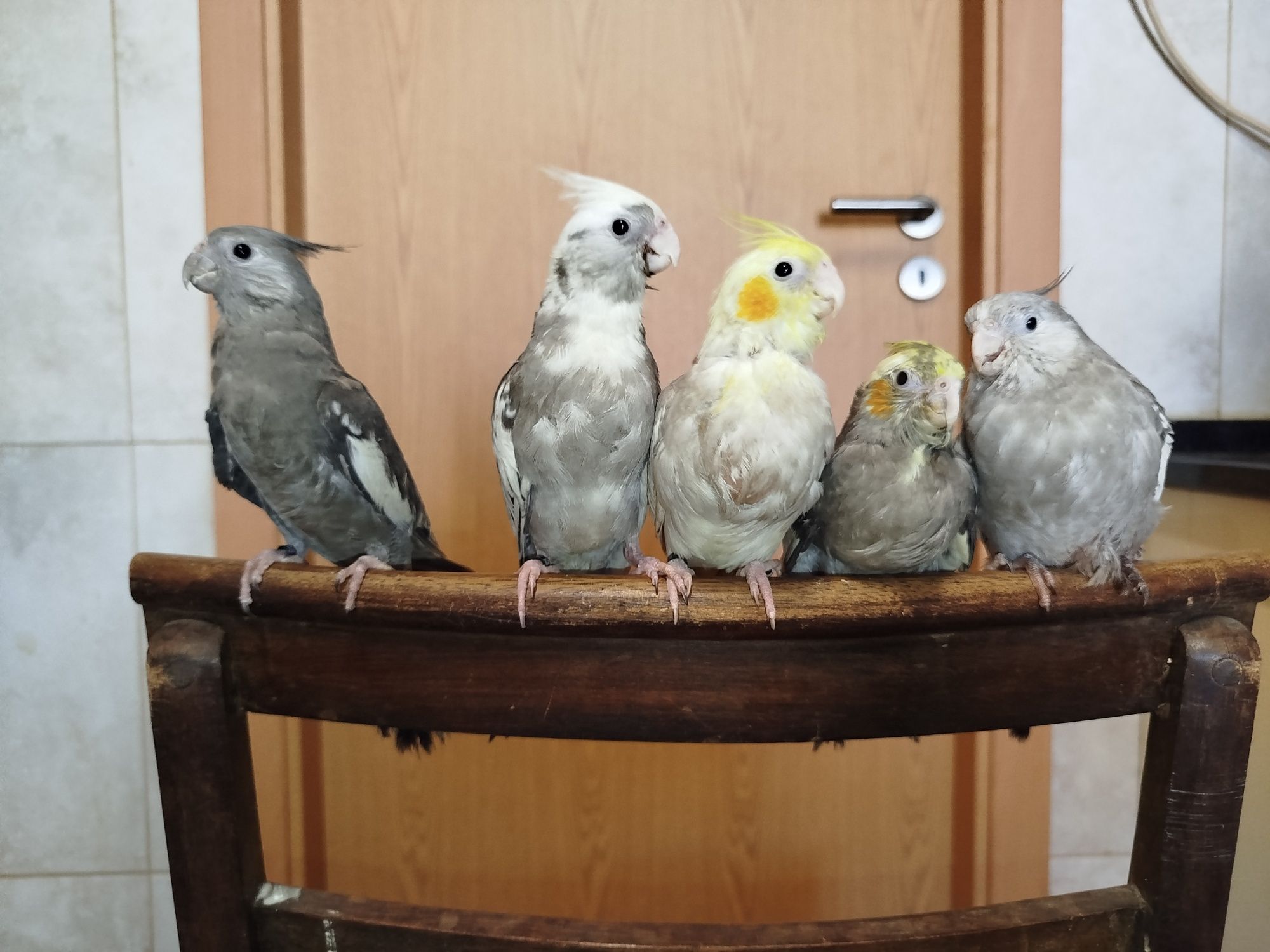 caturras domésticadas