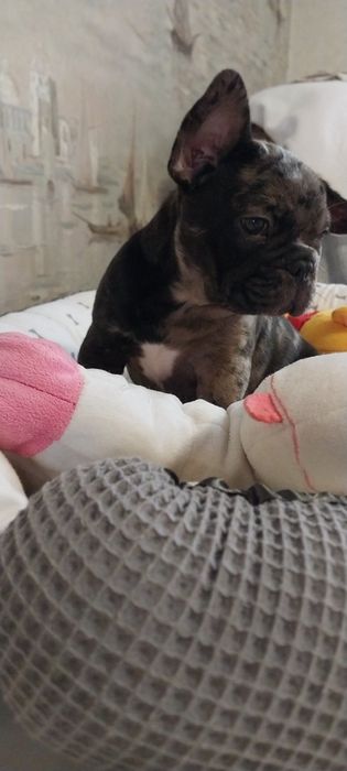 Хлопчик французский бульдог