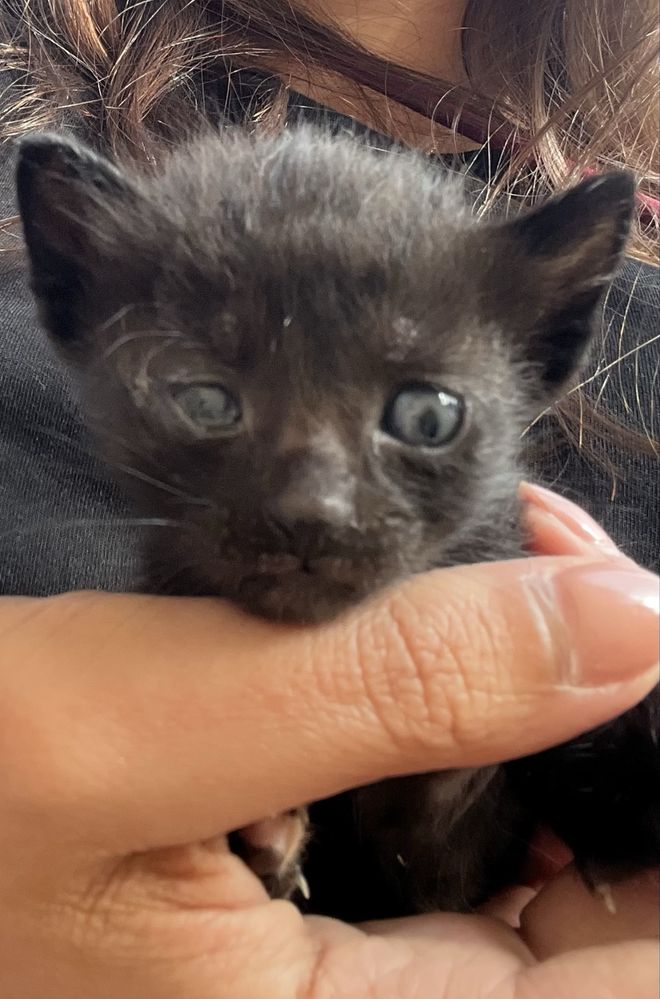 Gatos para adoção