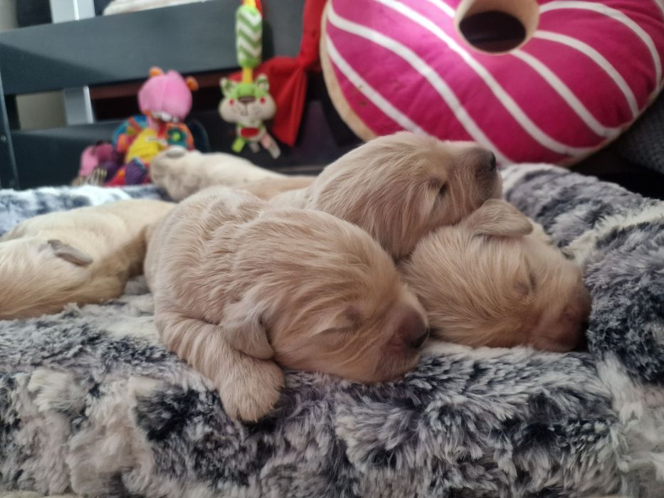 Szczeniak Golden retriever zkwp śląskie