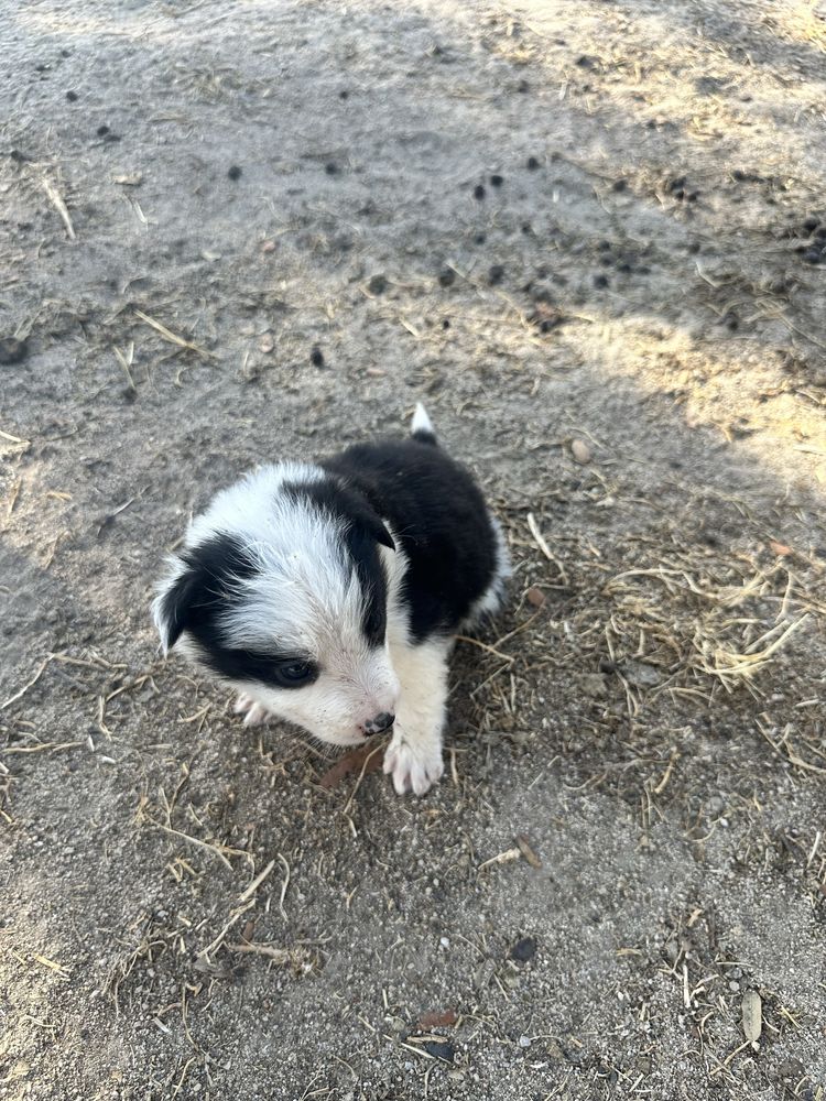 Border collie puro