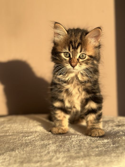 Piękna Kotka Syberyjska AIKO SeverynKa*PL