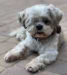 Sally - przyjazna suczka shih tzu do adopcji [pies szuka domu]