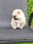 Szpic miniaturowy pomeranian maleńka kuleczka