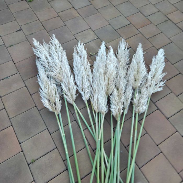 Trawa pampasowa kwiatostany