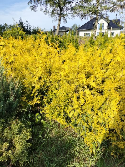 Tuja aurescens w donicy 150cm