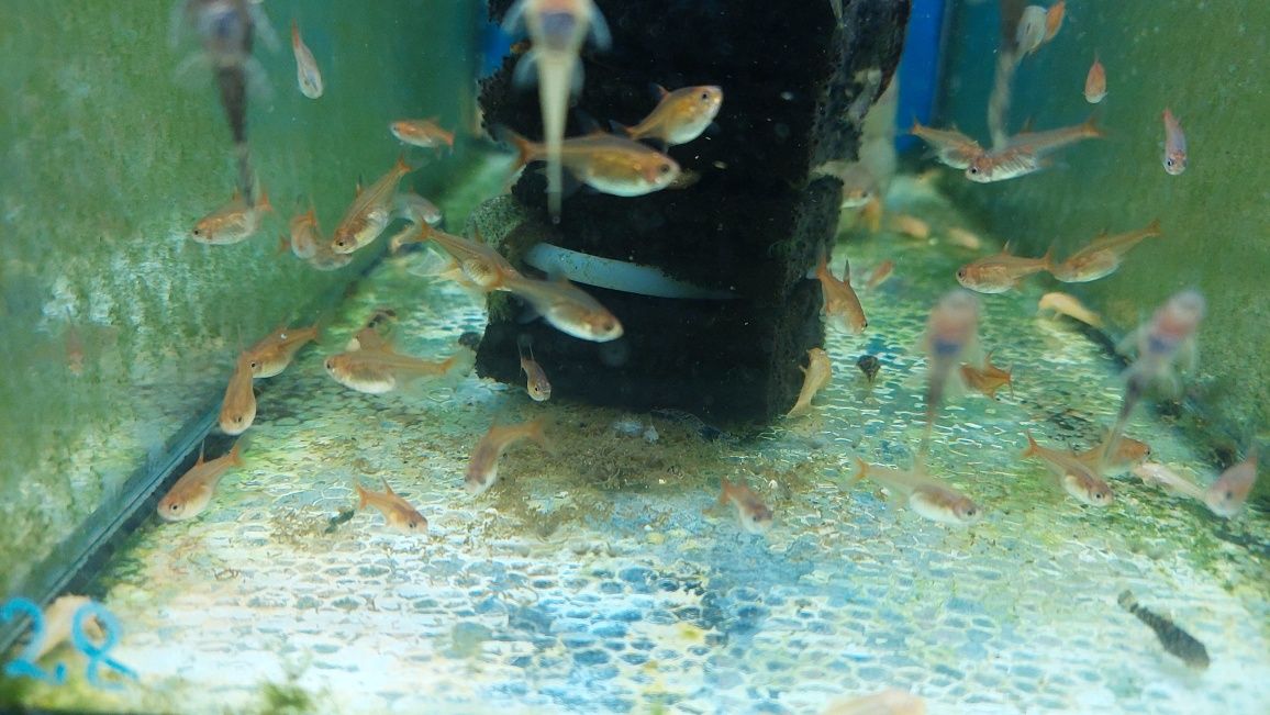 Bystrzyk Amandy (Hyphessobrycon Amandae) WYSYŁKA WYSYŁKA