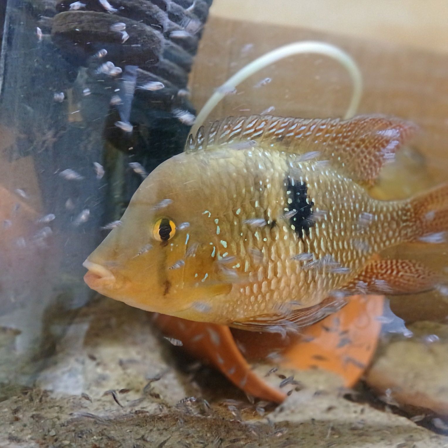 Ziemiojad Brazylijski, Geophagus iporangensis