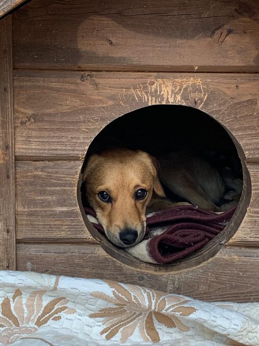 Pilnie potrzebny dom dla pieska Watsona