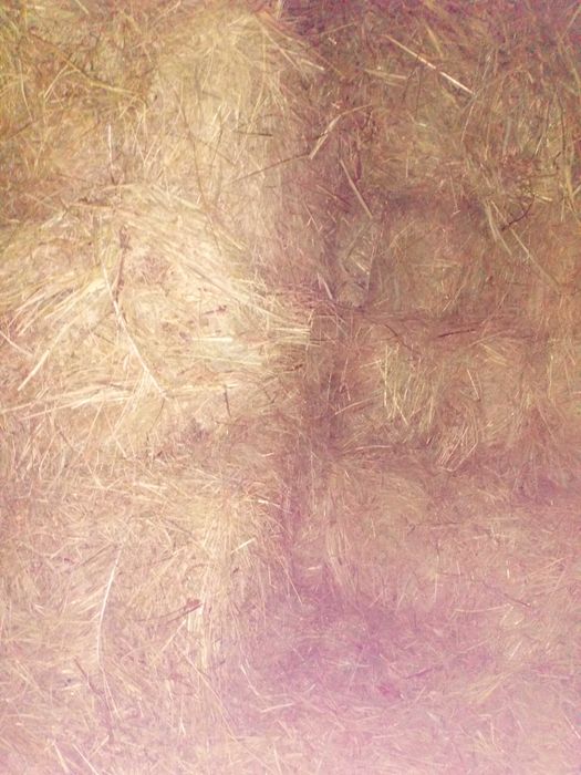 Сено солома в квадратних тюках продам