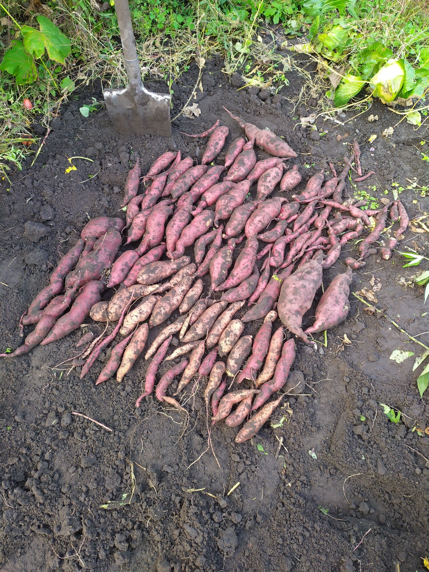 Продам розсаду Батата. Черенки Батата .Маточные клубни Батата.