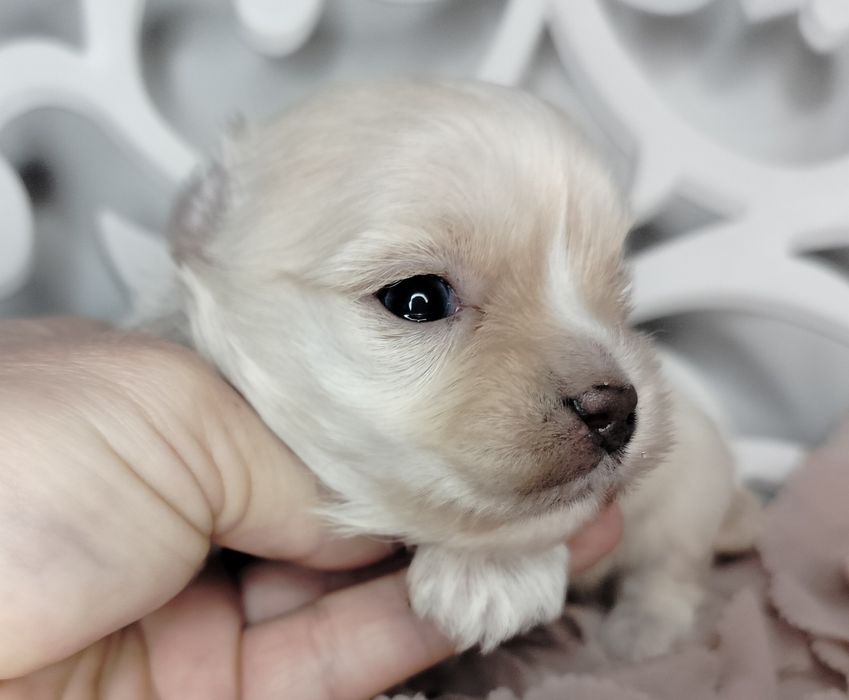 Yorkshire Terrier, Golddust