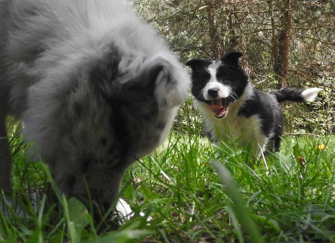 Szczeniak border collie Didi z Uroczyska ZKwP/FCI, suczka black&white