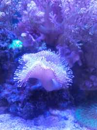 Sarcophytum koralowiec morskie