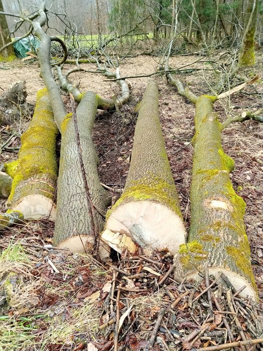 Jesion / drewno / długie kłody