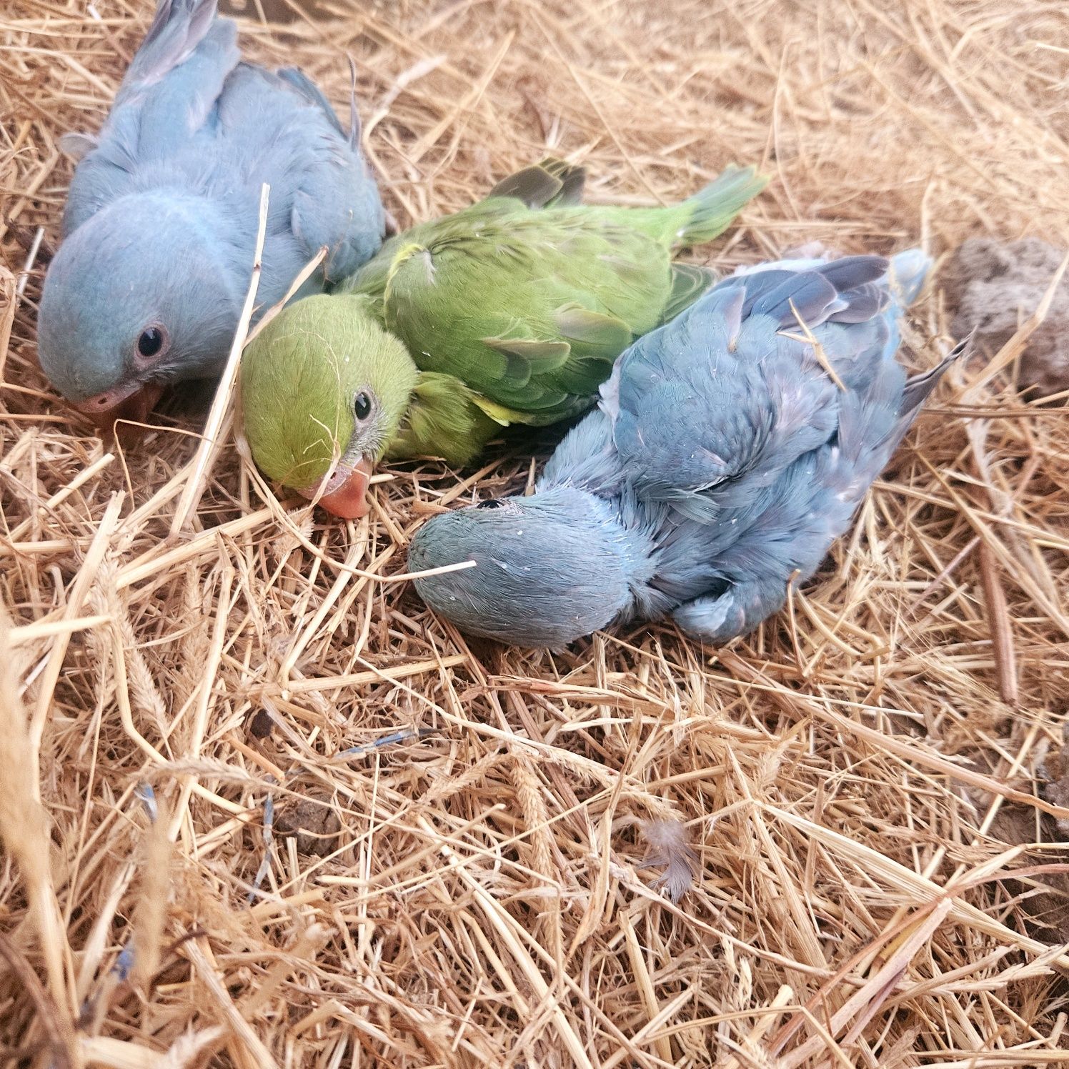 RingNecks bebés para terminar de criar