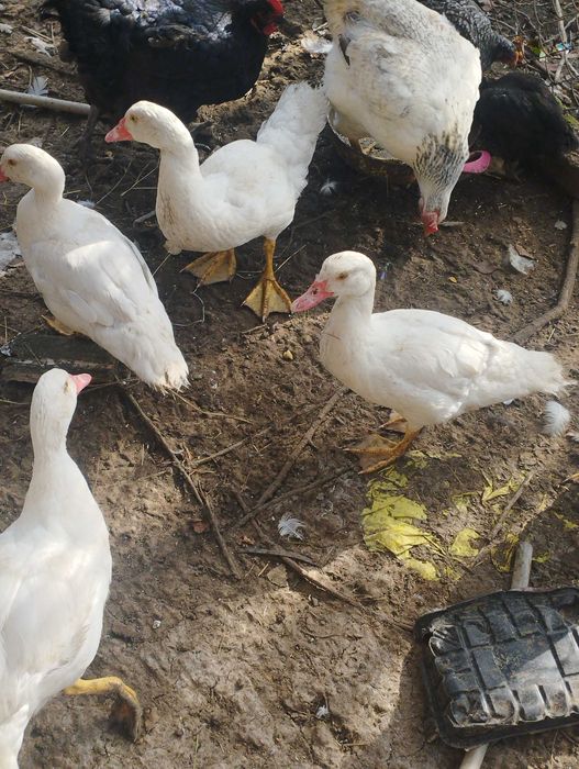 Мускусна качка (шипун)