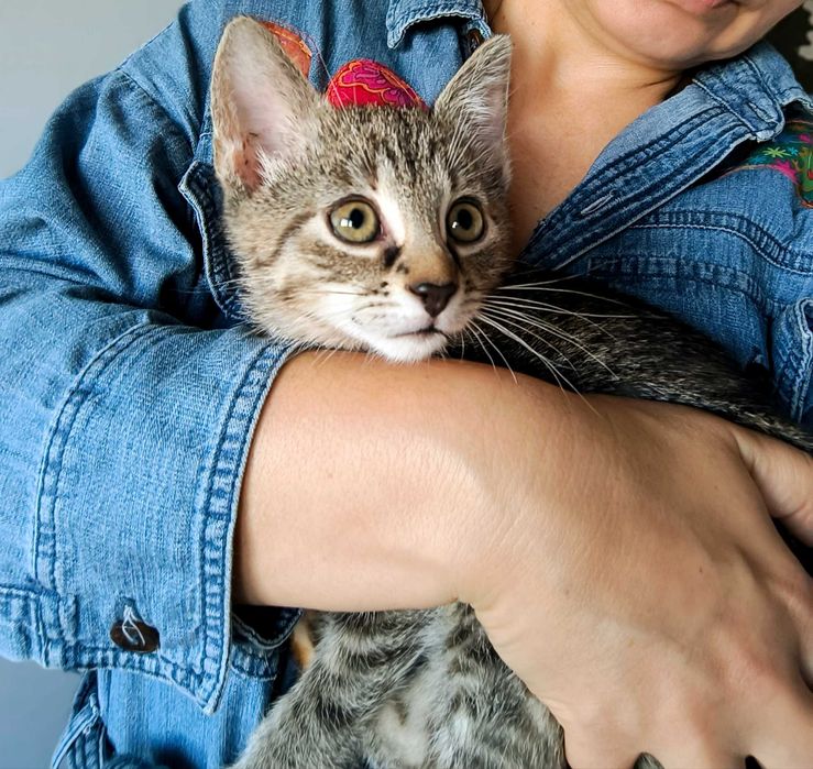 Kociątko Lusi do adopcji