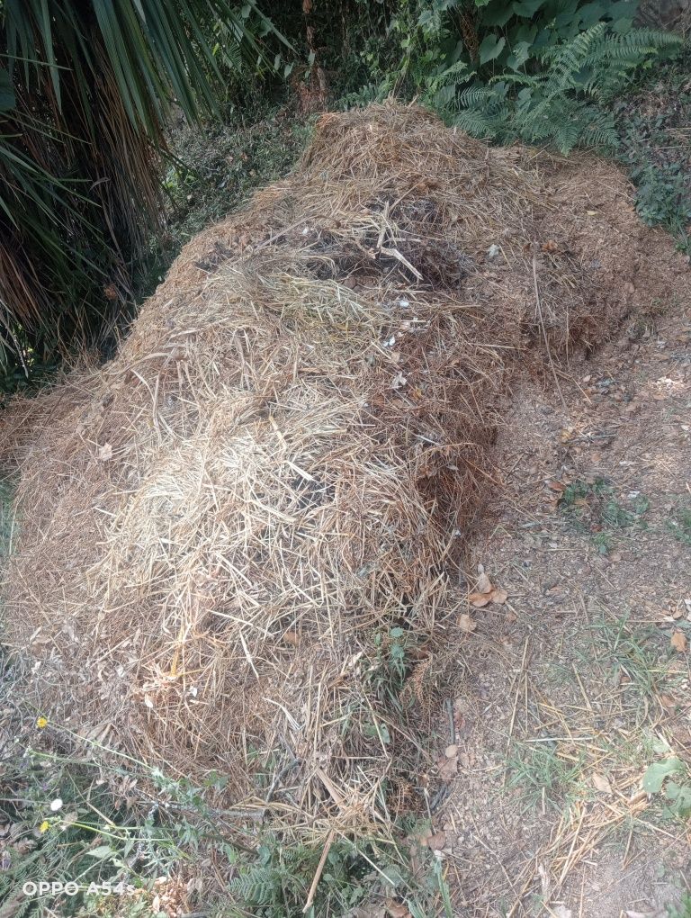 Estrume de cavalo