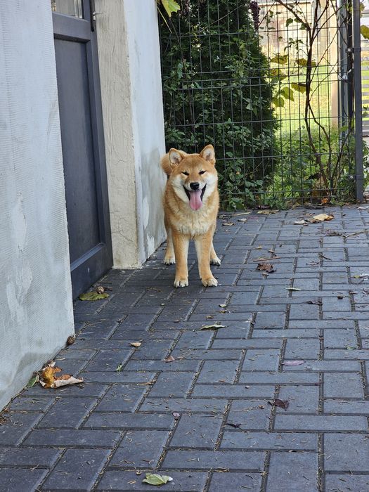 Shiba inu ZKWP FCI doskonały rodowód
