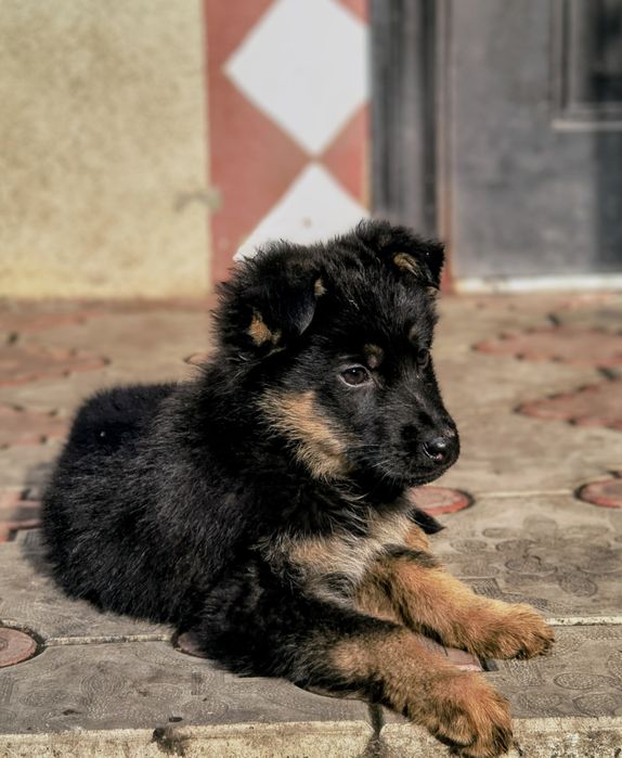 Щенята (цуценята) німецької вівчарки